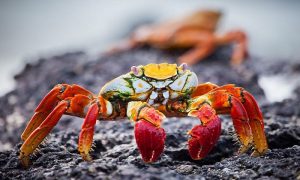 Con cua số mấy trong lô đề? Giải mã giấc mơ thấy con cua điềm gì?